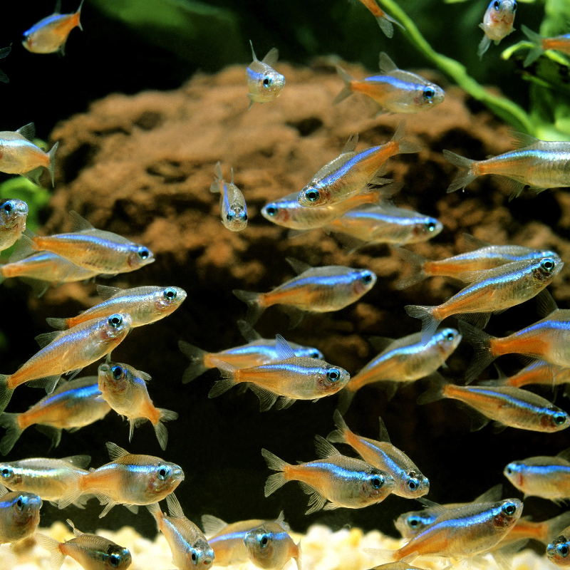 Are Neon Tetra's easy to care for?