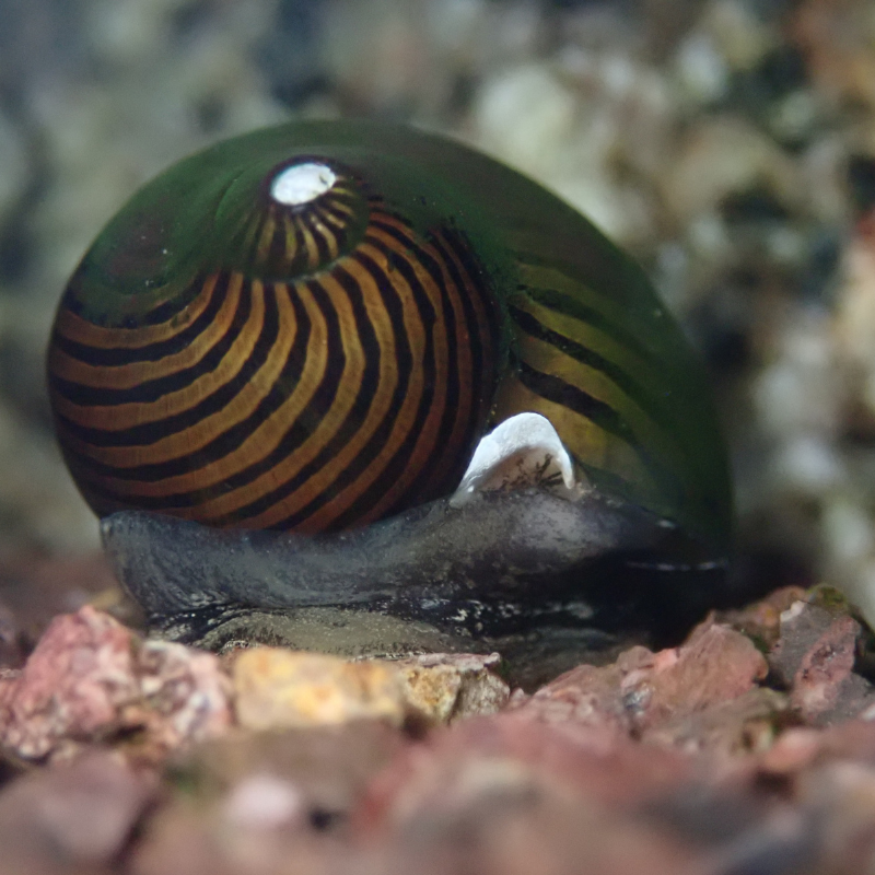 Can Nerite Snails turn themselves over?