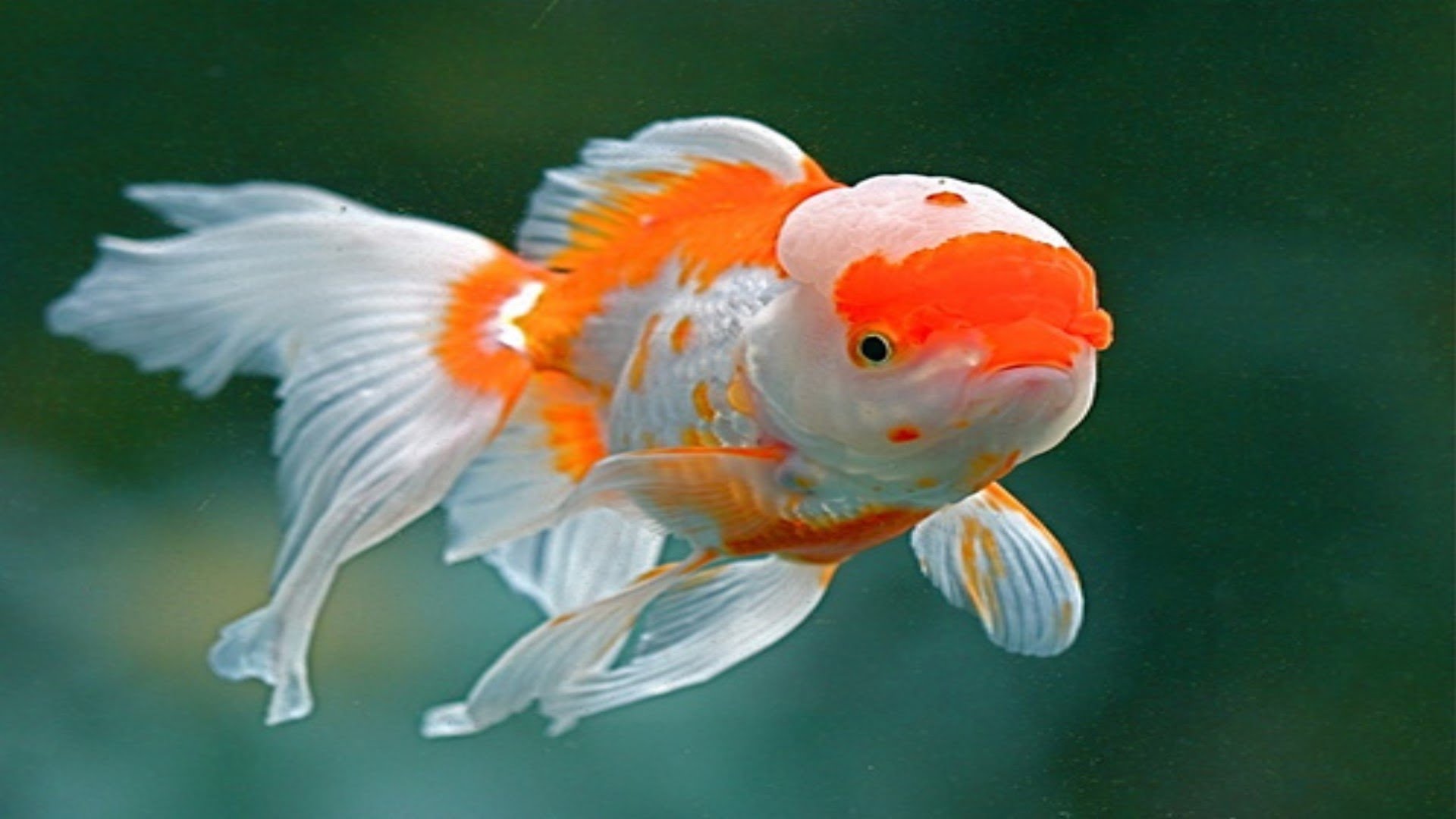 How big do Oranda goldfish get?