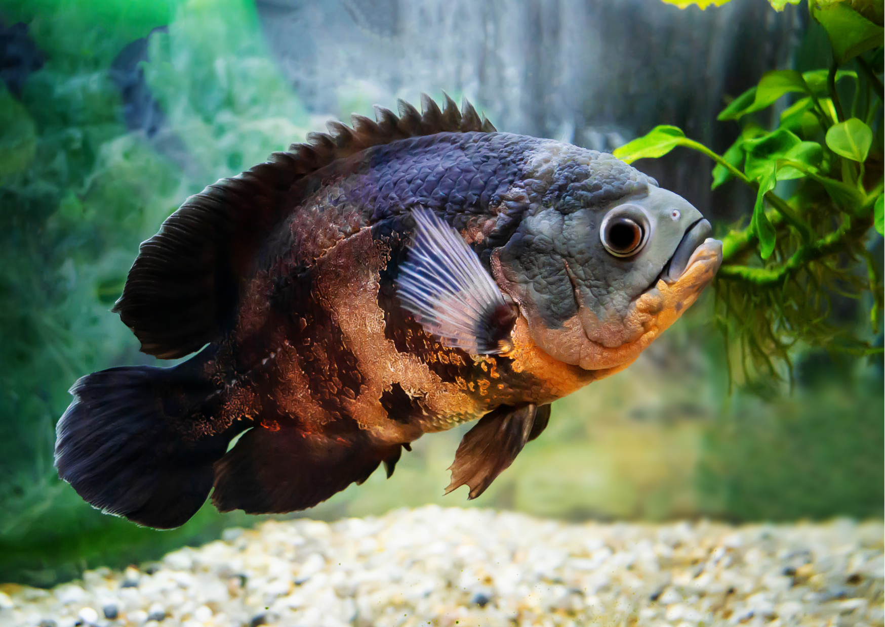Fish Profiles: Oscar Cichlid