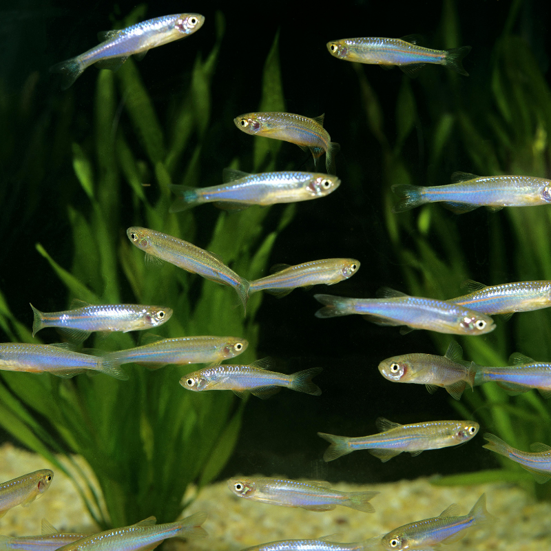 Where do Pearl Danio fish originate from?