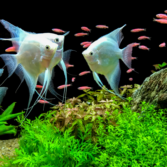 Are Platinum Angel Fish aggressive? | Real Aquatics
