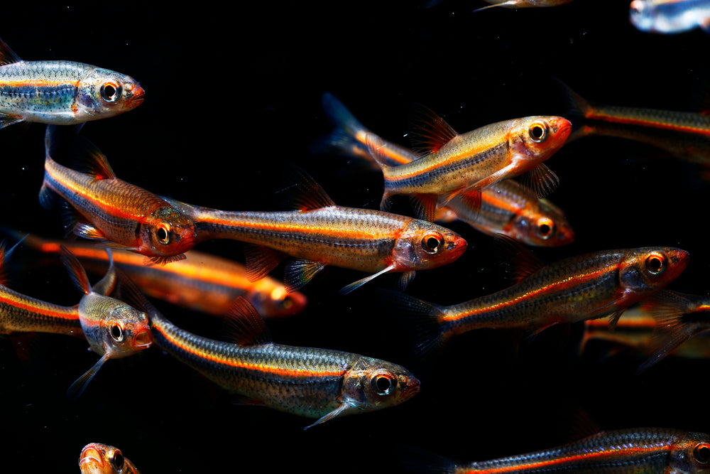 Can Rainbow Shiners be kept in a coldwater aquarium? | Real Aquatics >