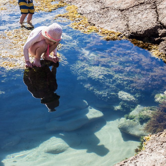 Around Our Shores: Rock Pools