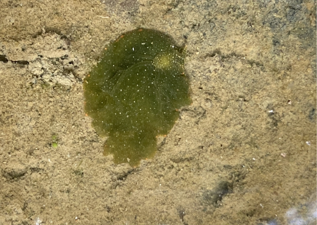 Did You Know? The Solar Powered Sea Slug | Real Aquatics Blog Pages