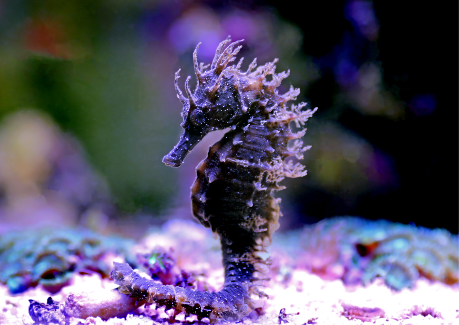 Did You Know? Seahorses