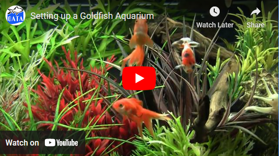 Setting up a Goldfish Aquarium | OATA Video Guide