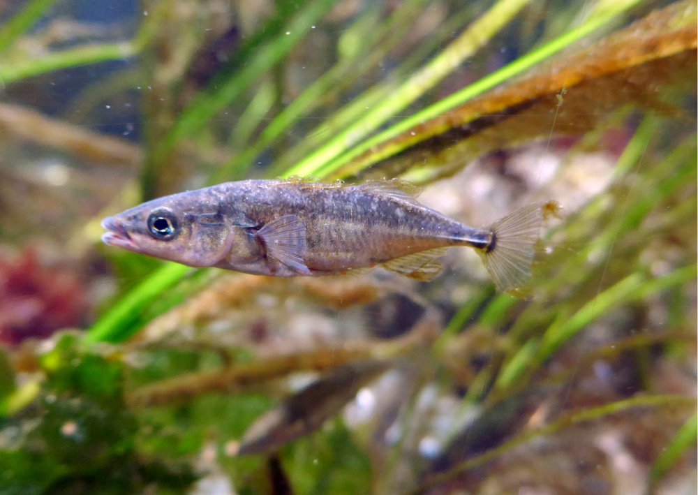 Fish Profiles: Three-Spined Stickleback | Real Aquatics | Sticklebacks