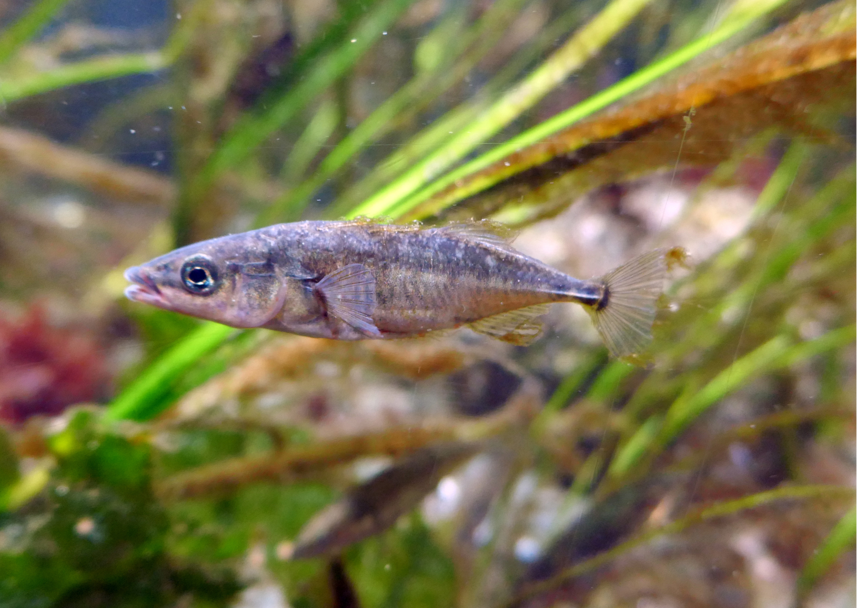 Fish Profiles: Three-Spined Stickleback