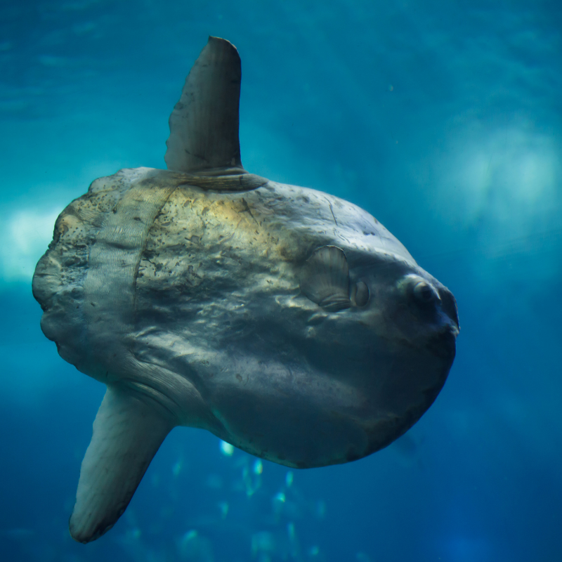 Around our Shores: The Ocean Sunfish (Mola Mola)