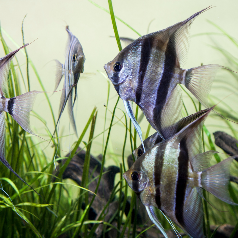 Are Zebra Angel Fish aggressive?