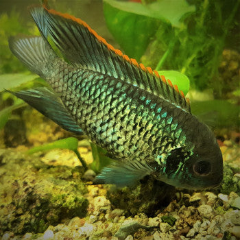 South American Cichlids