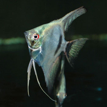 Angelfish