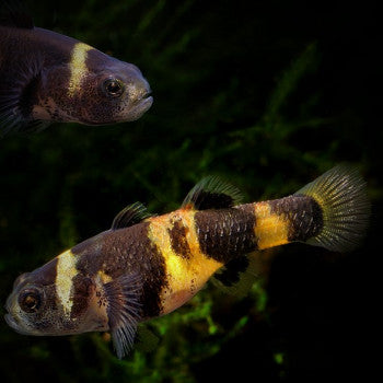 Buy freshwater best sale tropical fish online