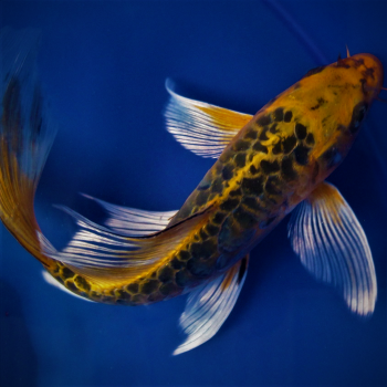 Japanese Butterfly Koi Carp