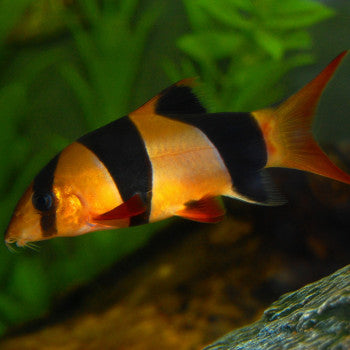 Loach