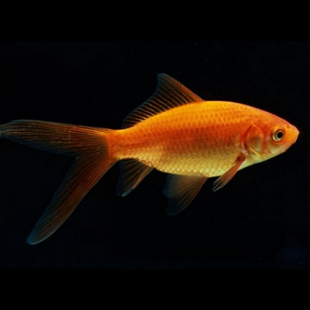 Standard Goldfish