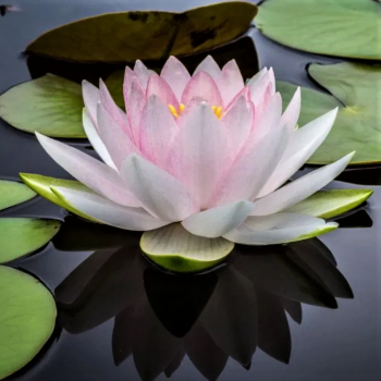 Pond Plants