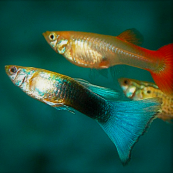 Live edible sales fish for sale