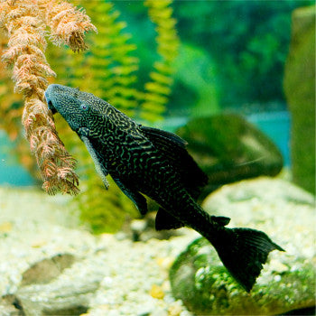 Pleco