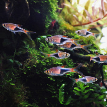 Live feeder fish outlet for sale