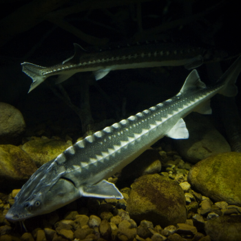 Sturgeon & Sterlet