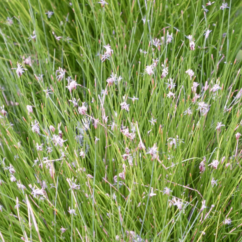 Pond Plants