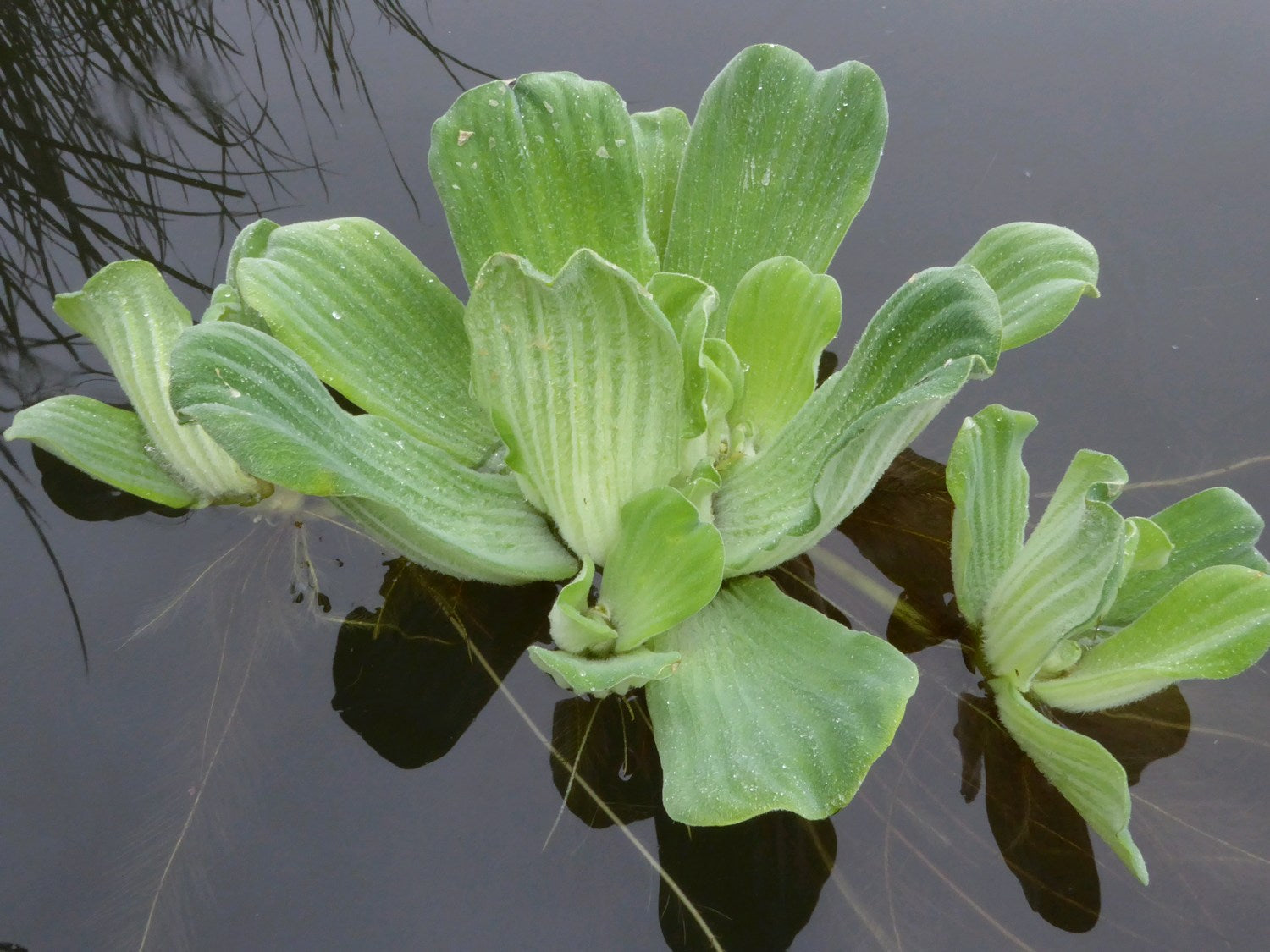 Floating Pond Plants