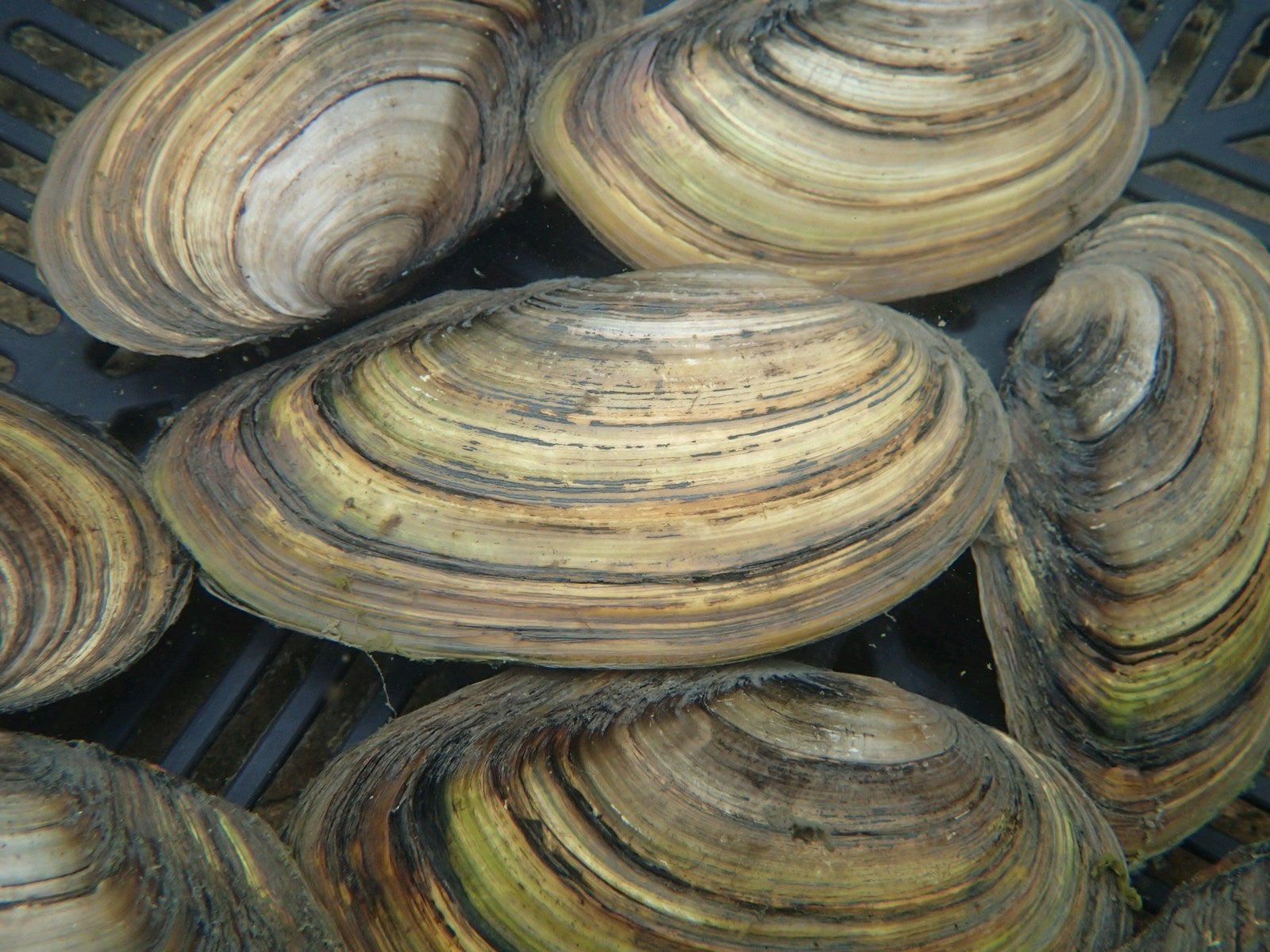 Mussels & Pond Snails