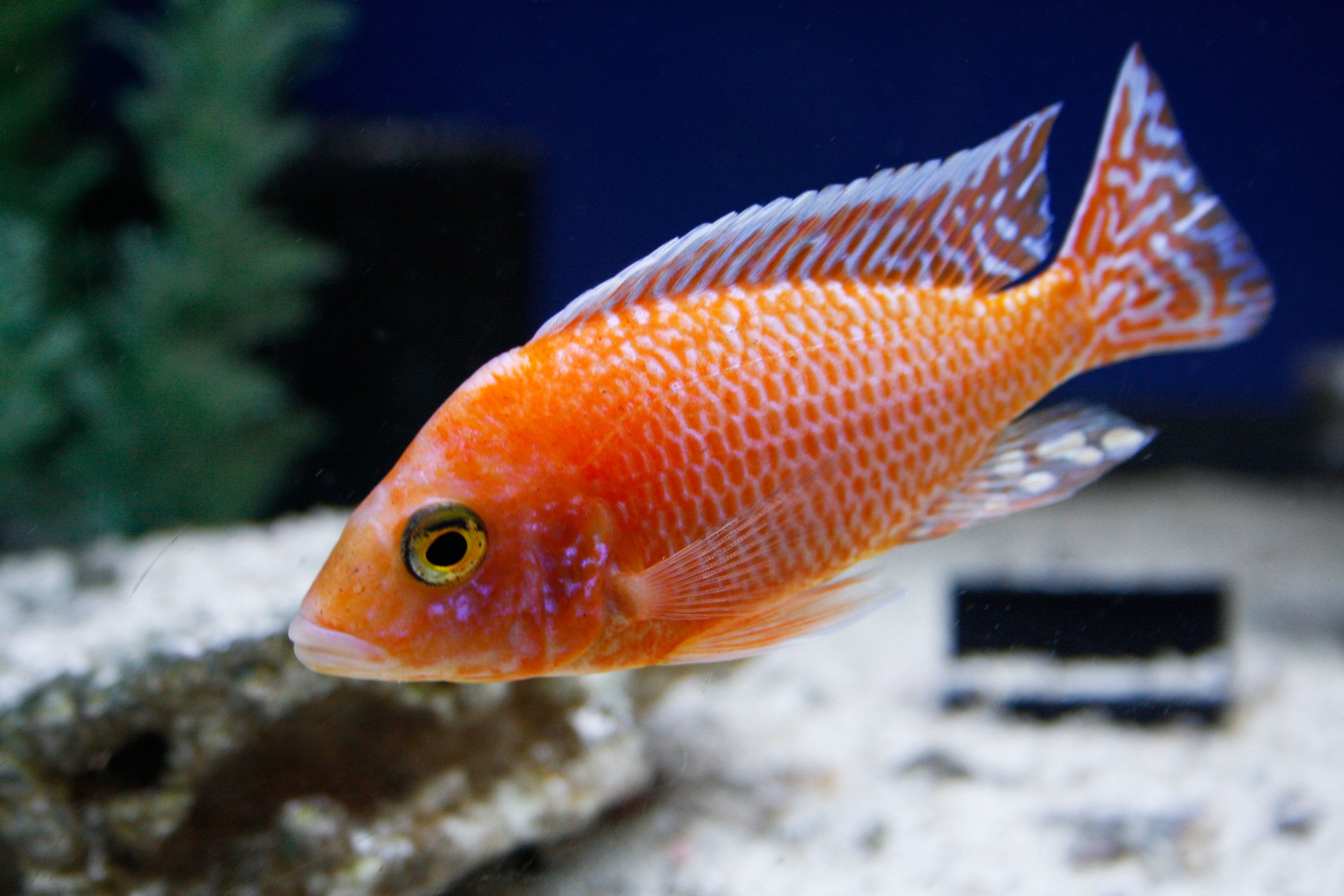 Buy aquarium best sale fish online