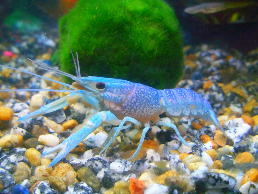 Crayfish