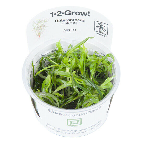 Tropica In Vitro 1-2-grow! Heteranthera zosterifolia