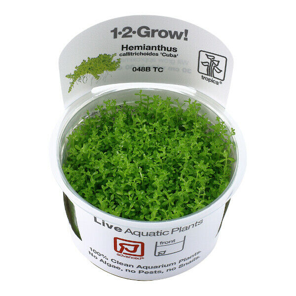 Tropica In Vitro 1-2-grow! Hemianthus callitrichoides 'Cuba'