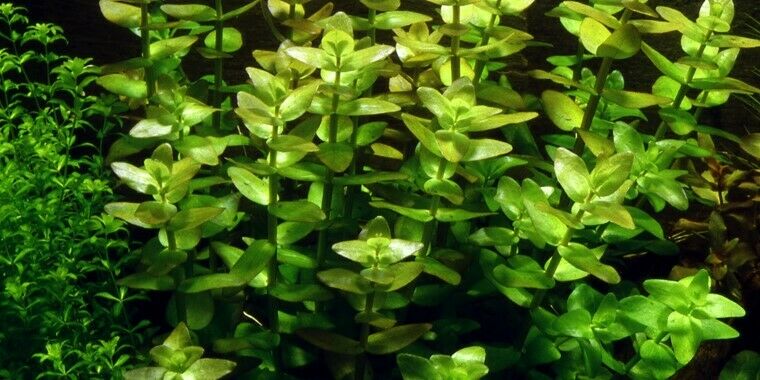 Tropica In Vitro 1-2-grow! Bacopa caroliniana