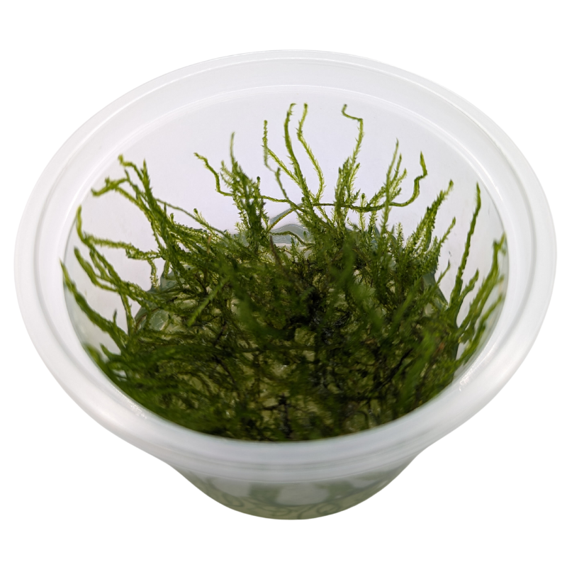 Aquadip Spiky Moss Taxiphyllum Sp. In-Vitro Cup