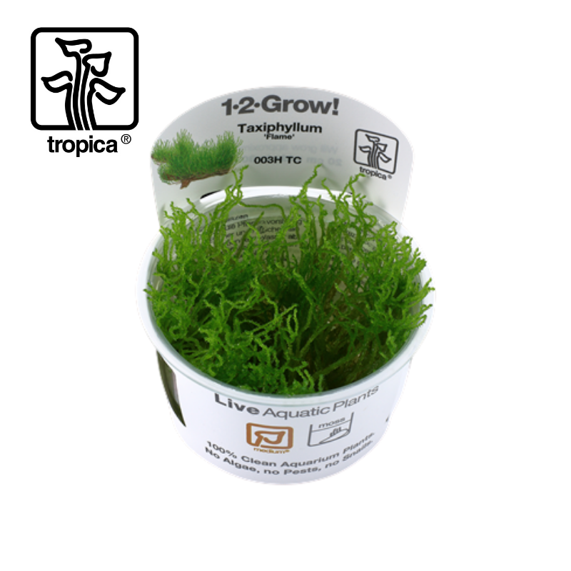 Tropica In-Vitro 1-2-Grow! Taxiphyllum Flame Moss