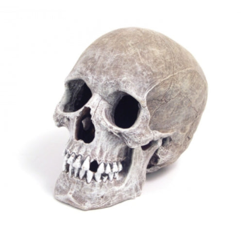 Blue Ribbon Aquarium Ornaments Life-Like Human Skull