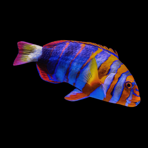 Harlequin Tusk Australian Hog Fish Choerodon Fasciatus - Real Aquatics