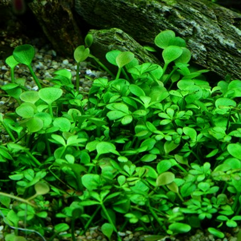 Tropica In-Vitro 1-2-Grow! Marsilea Hirsuta