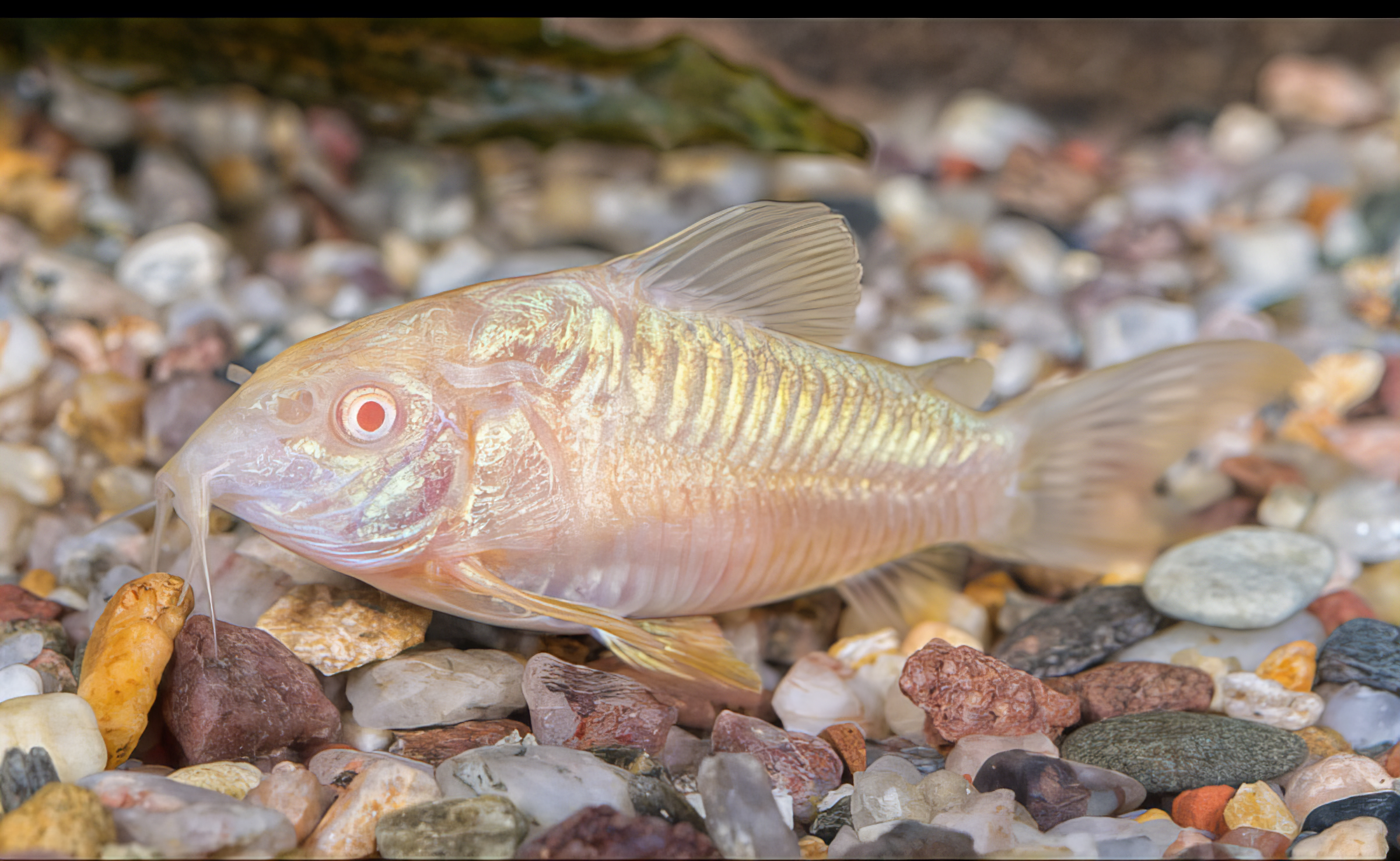 Albino Corydoras Aeneus 3cm Catfish - Real Aquatics