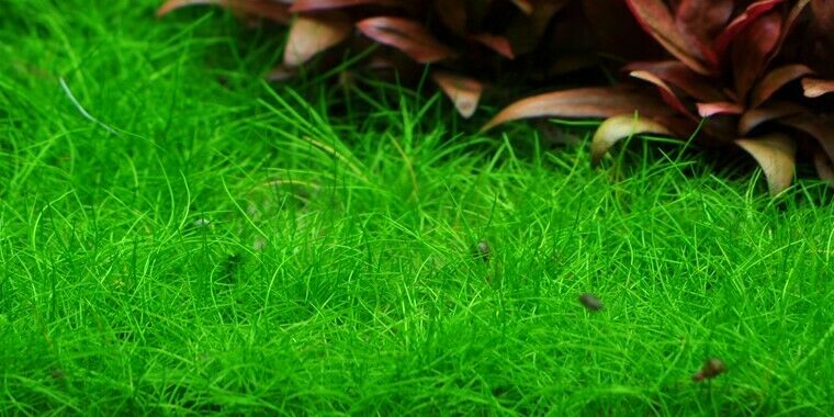 Tropica In Vitro 1-2-grow!  Eleocharis acicularis 'Mini'