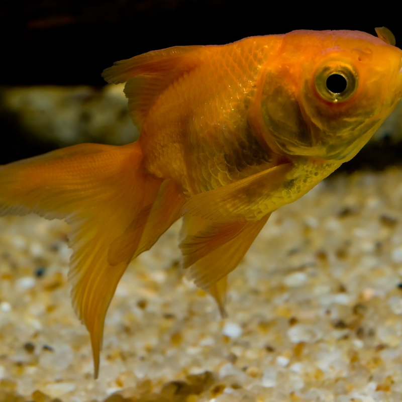 Red Fantail Goldfish 2-3"