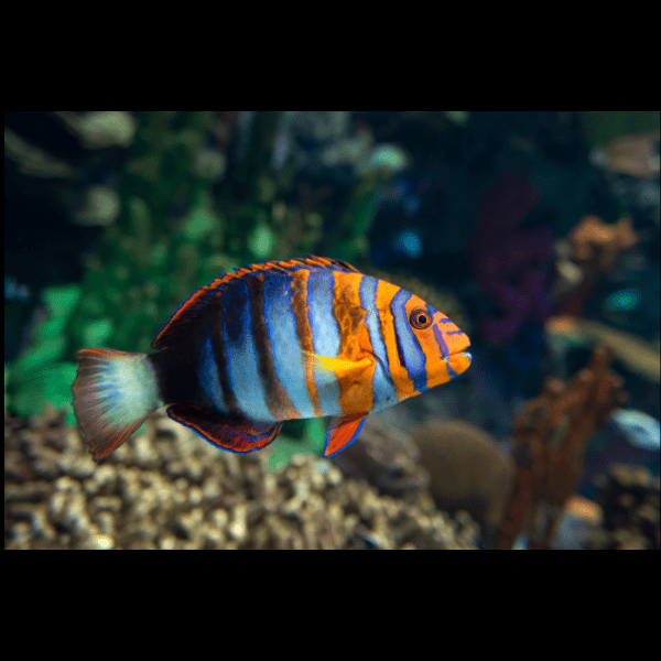 Harlequin Tusk Australian Hog Fish Choerodon Fasciatus - Real Aquatics