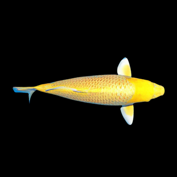 Yamabuki Grade A Koi Carp Cyprinus Carpio - Real Aquatics