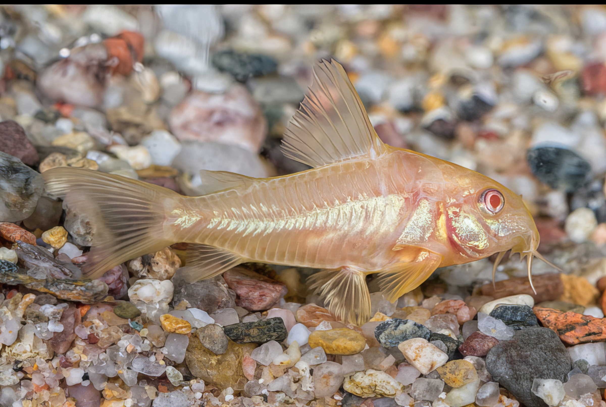 Albino Corydoras Aeneus 3cm Catfish - Real Aquatics