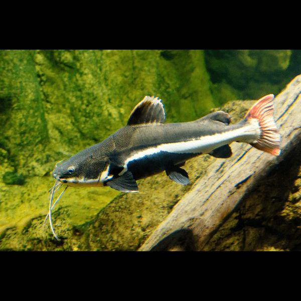 Red Tail Catfish Phractocephalus Hemioliopterus 5cm - Real Aquatics