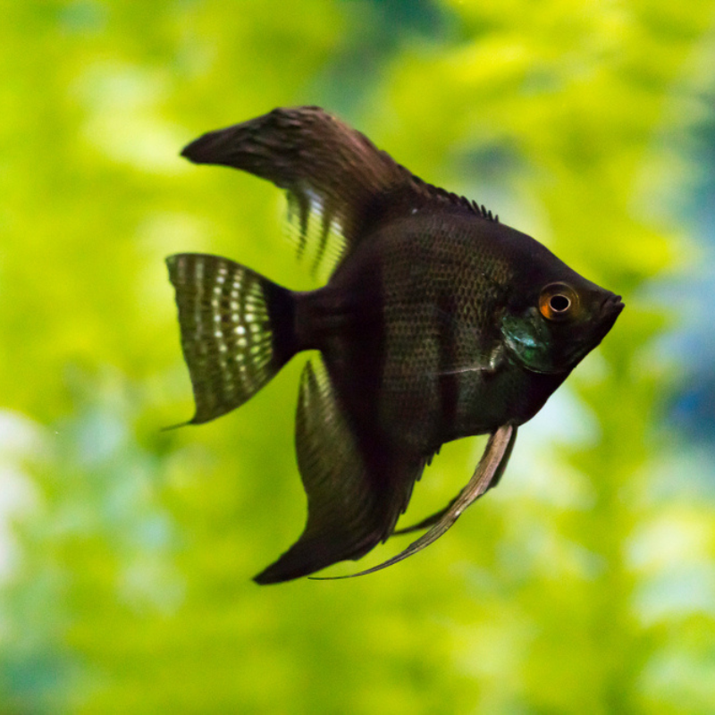 Black Angel Fish Angelfish