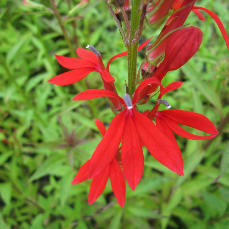 Lobelia Cardinalis Cardinal Flower