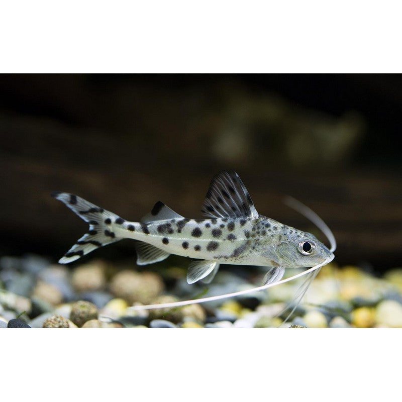 Pictus Catfish