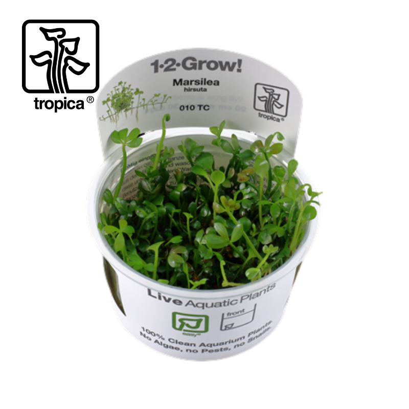 Tropica In-Vitro 1-2-Grow! Marsilea Hirsuta